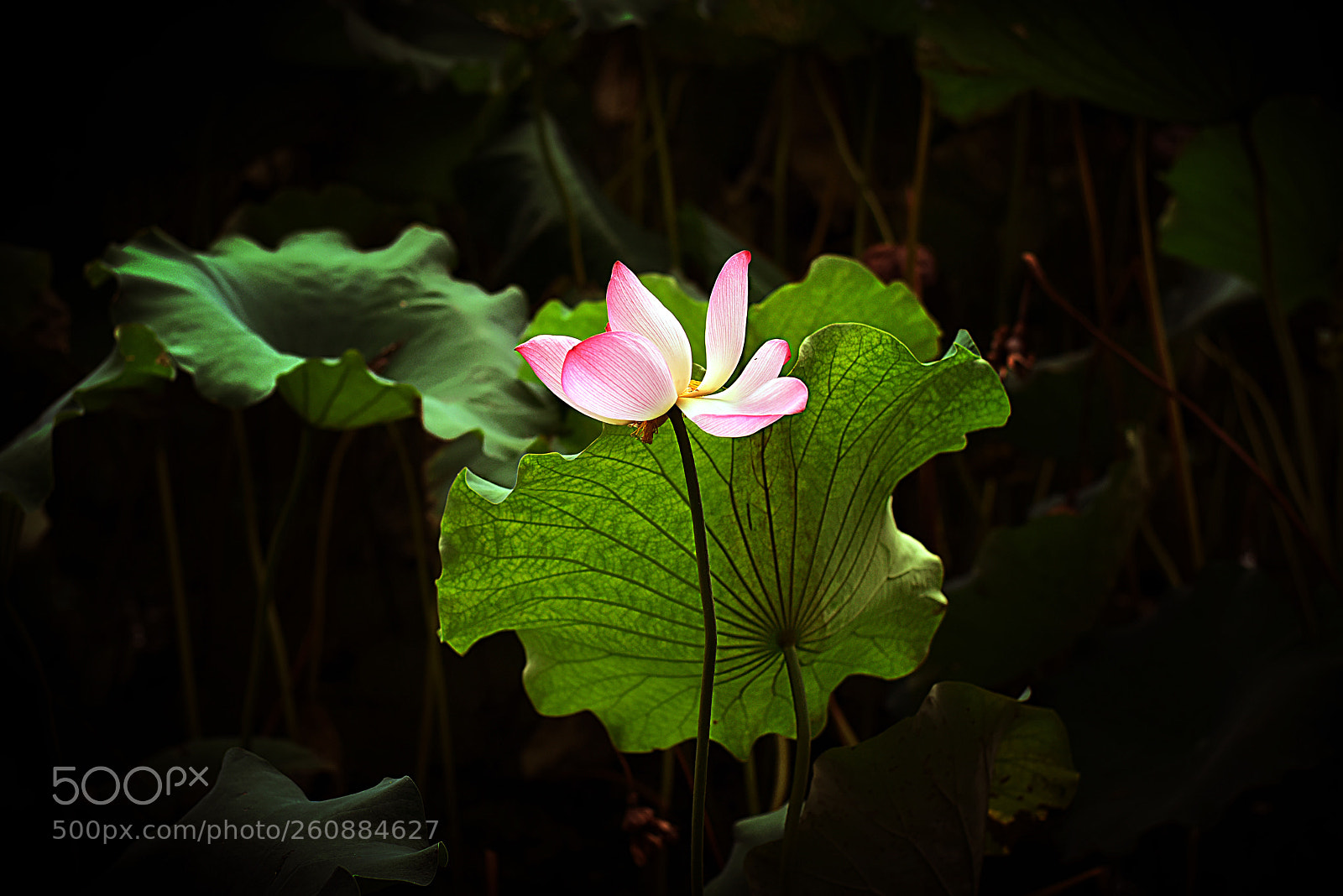 Nikon D810 sample photo. Untitled photography