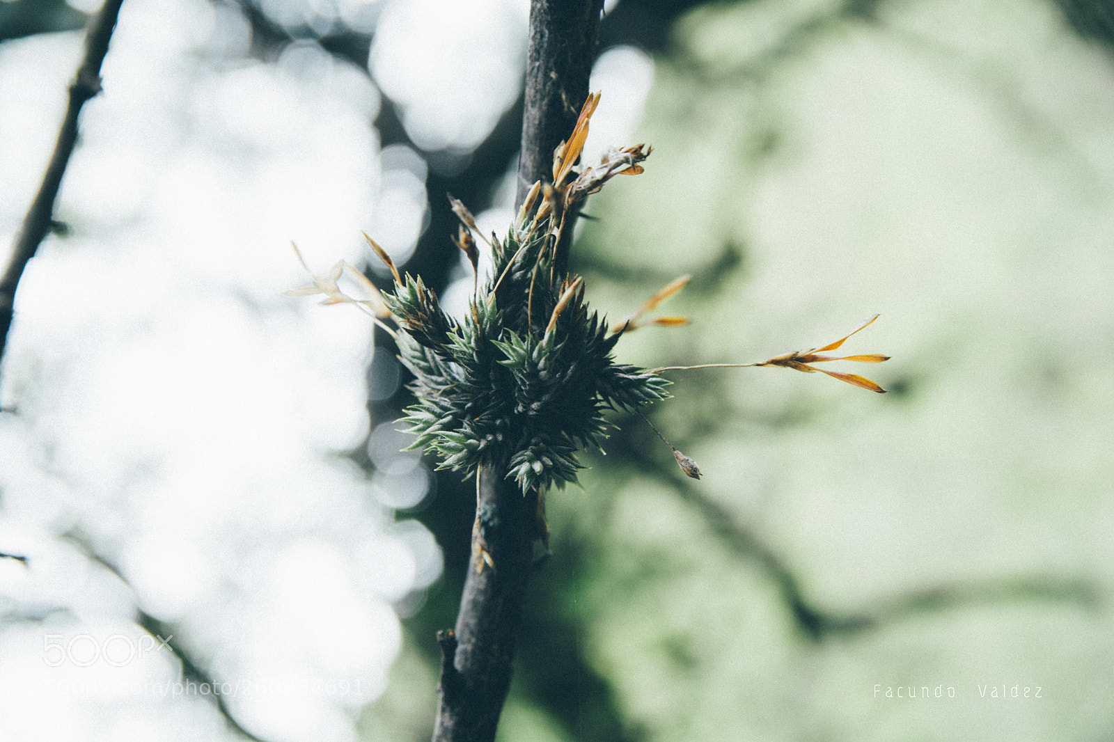 Nikon D5200 sample photo. San juan exÓtico photography