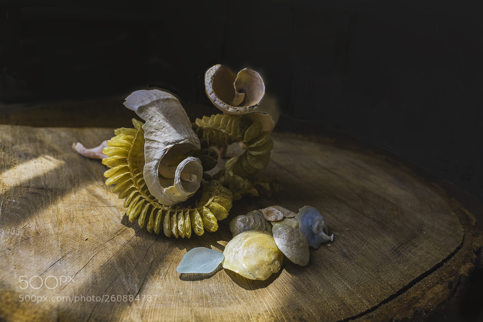 Nikon D810 sample photo. Sea world photography