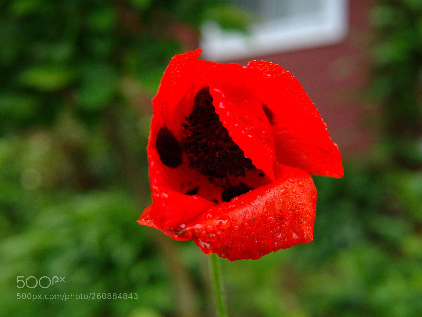 Panasonic Lumix DMC-GX7 sample photo. Poppy after rain photography