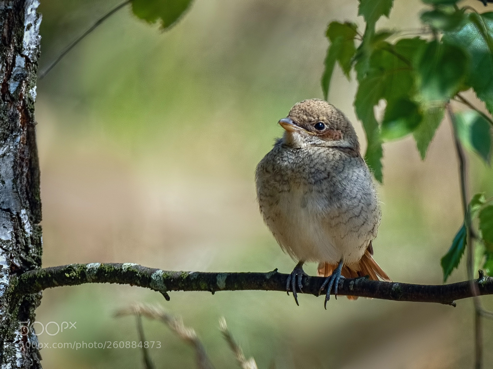 Nikon D810 sample photo. Srike chick photography