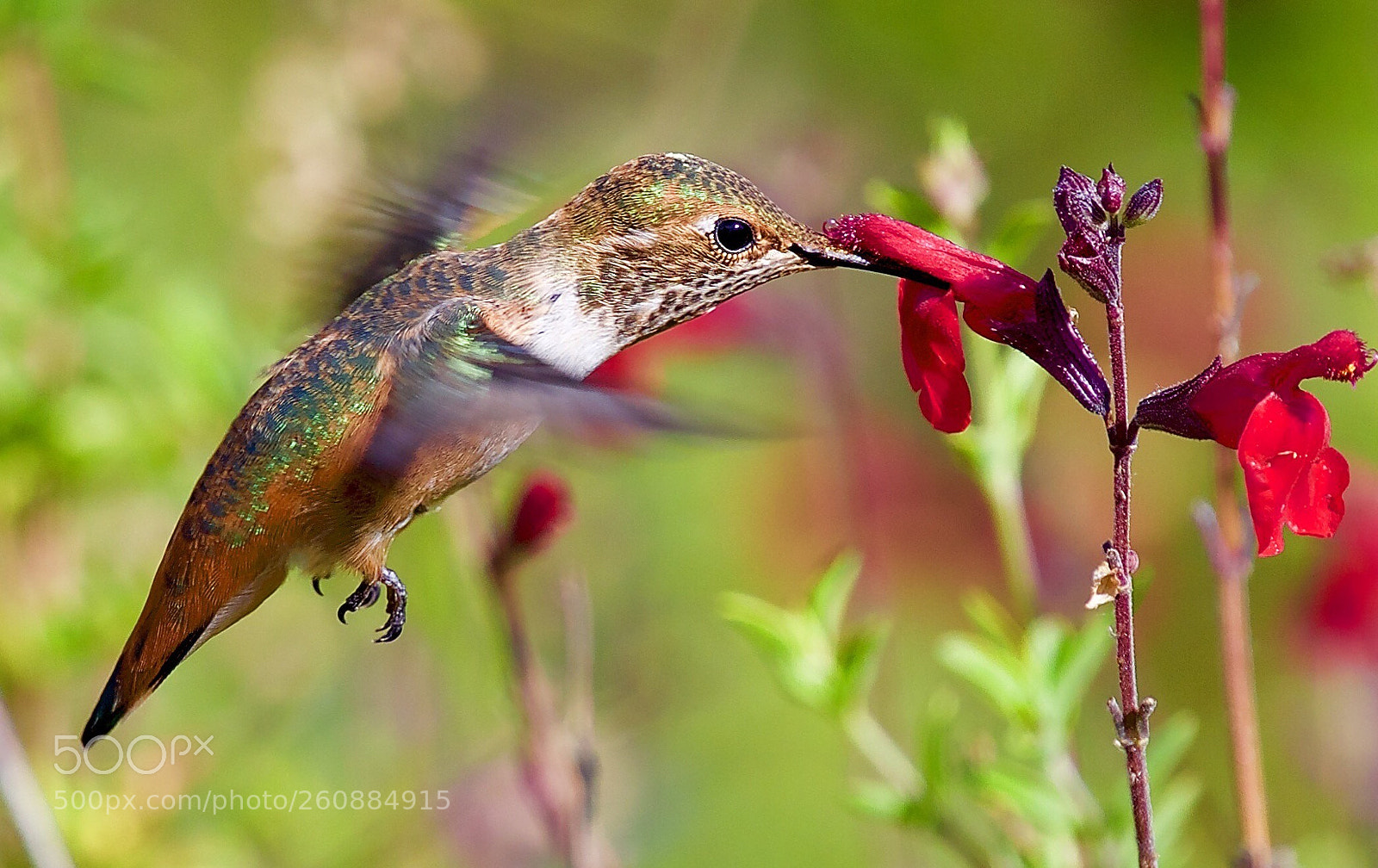 Canon EOS 5D Mark IV sample photo. Another humming bird photography