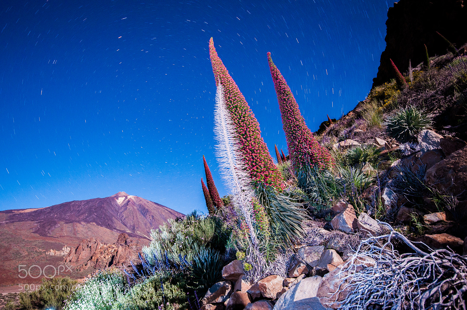 Nikon D90 sample photo. Teide y taninastes circumpolares photography
