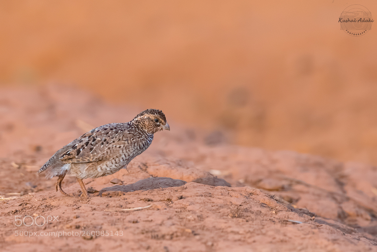 Nikon D500 sample photo. Rock bush quail (male) photography