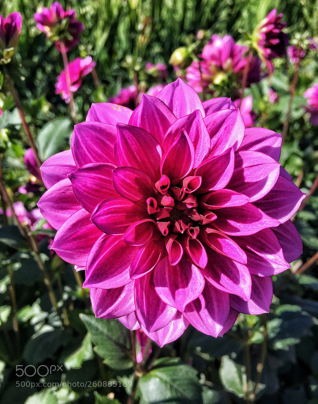 Apple iPhone 6s sample photo. Life photography