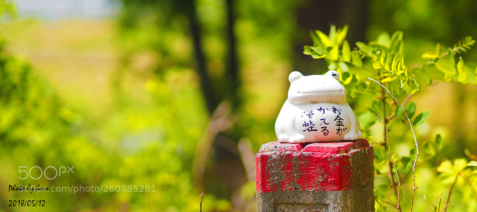 Olympus OM-D E-M10 sample photo. Frog where money returns photography