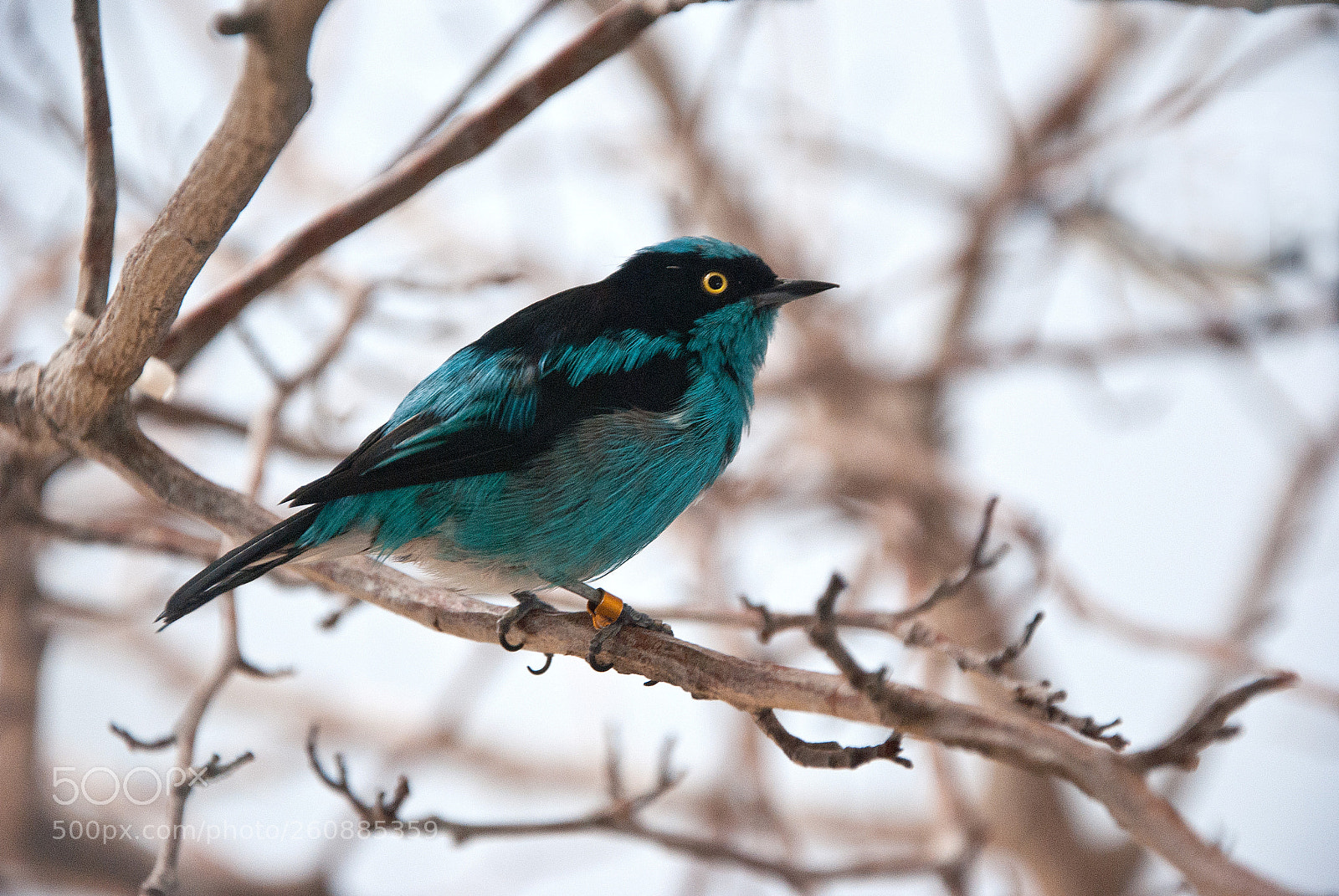 Nikon D3000 sample photo. Blue bird photography