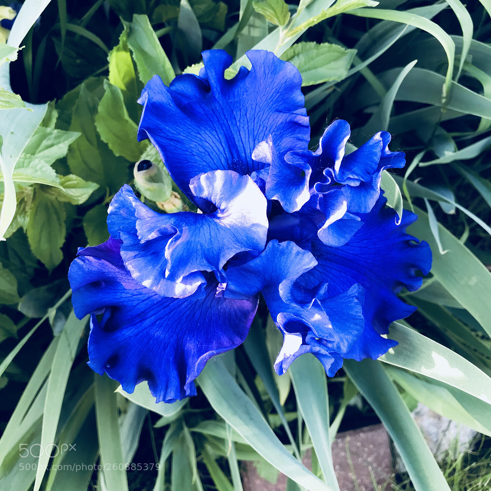 Apple iPhone 7 Plus sample photo. Lovely  photography