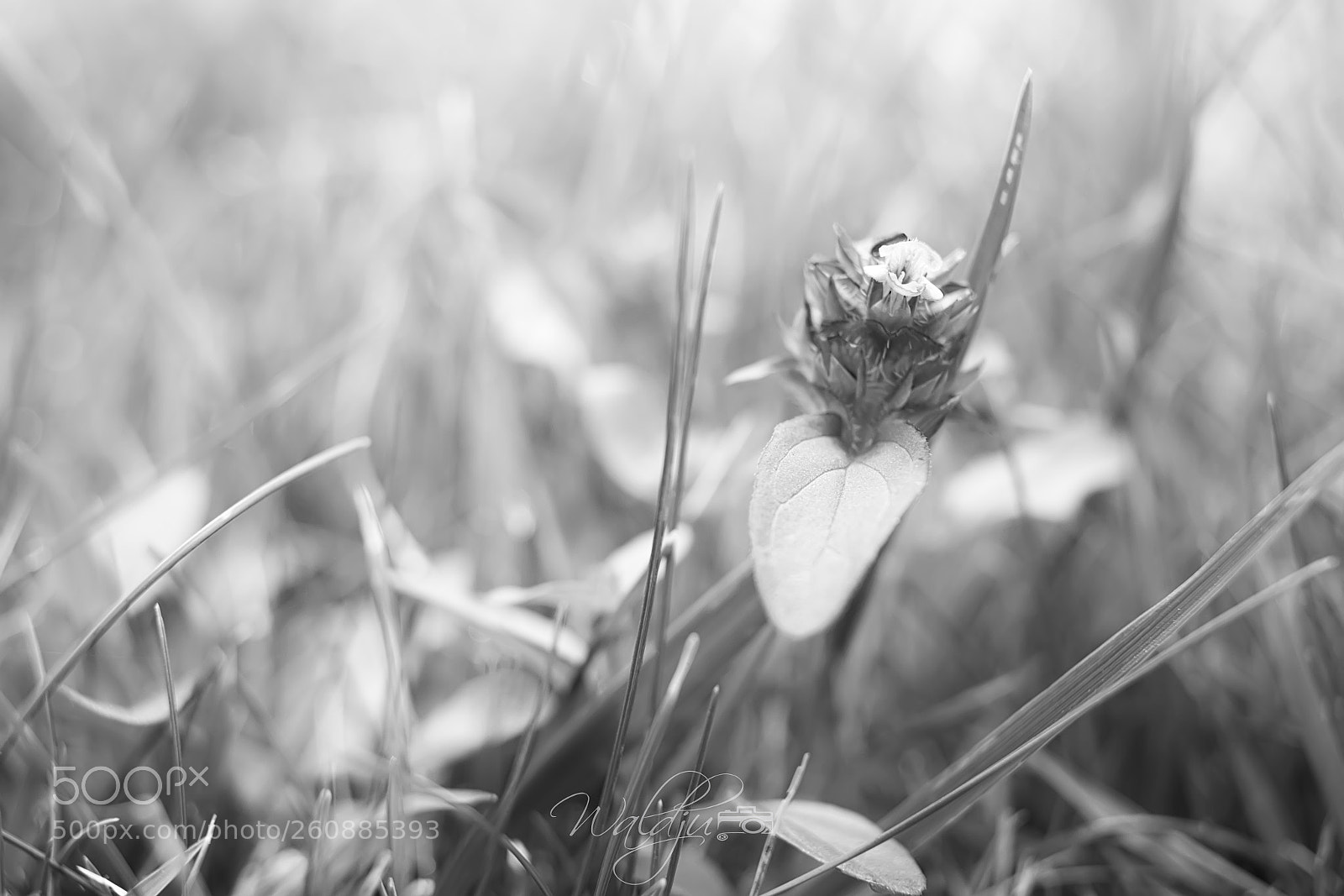 Canon EOS 70D sample photo. Little flower photography