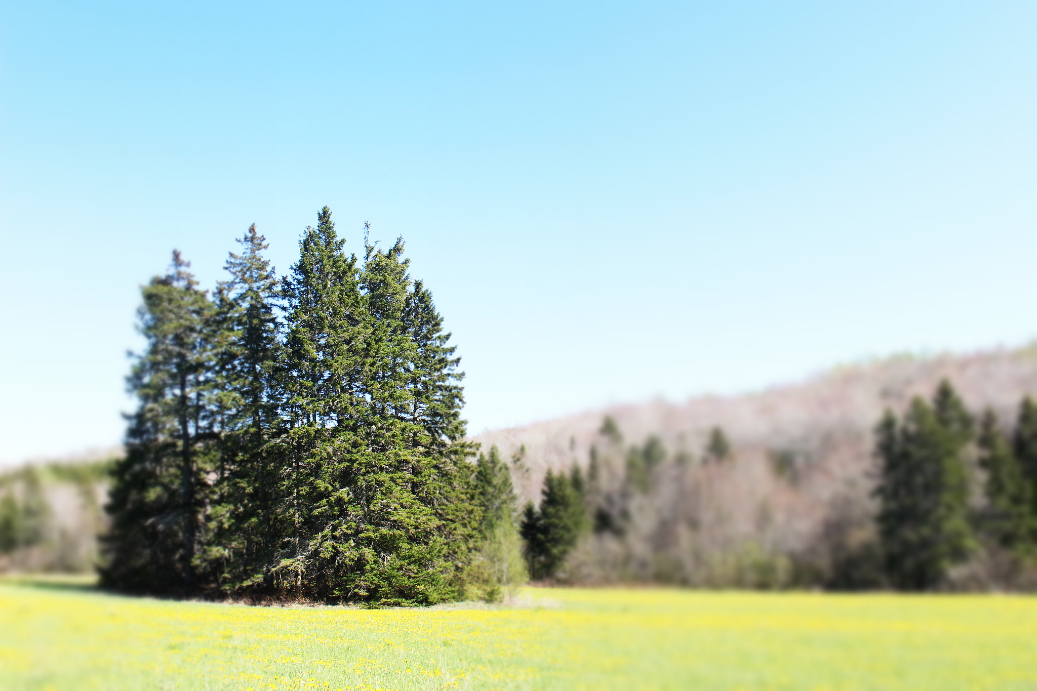 Canon EOS 100D (EOS Rebel SL1 / EOS Kiss X7) sample photo. Sea of dandelions photography