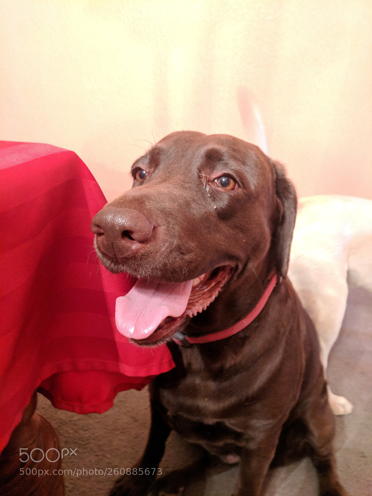 Google Pixel sample photo. When your dog smells photography