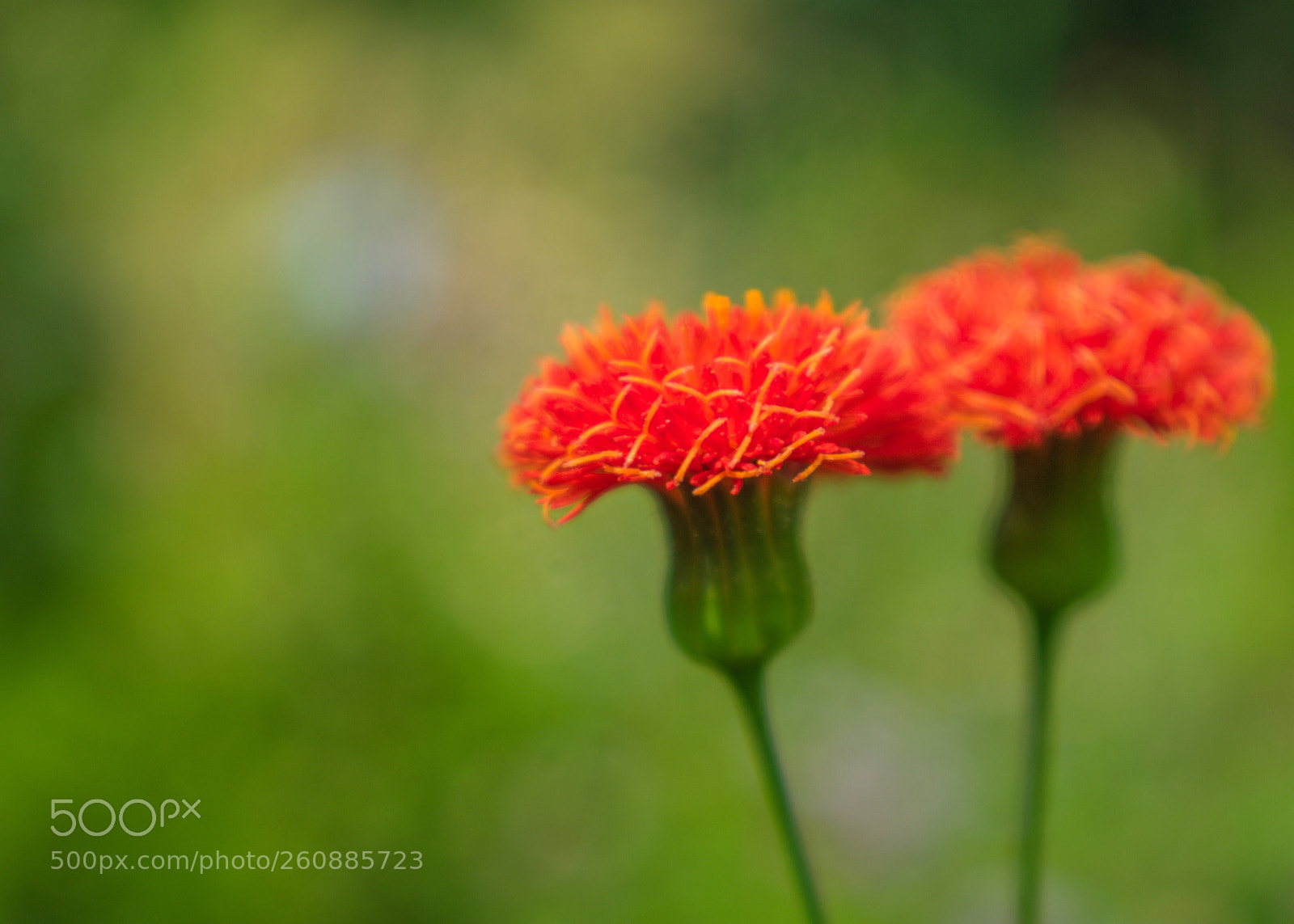 Nikon D3400 sample photo. Wildflower  photography