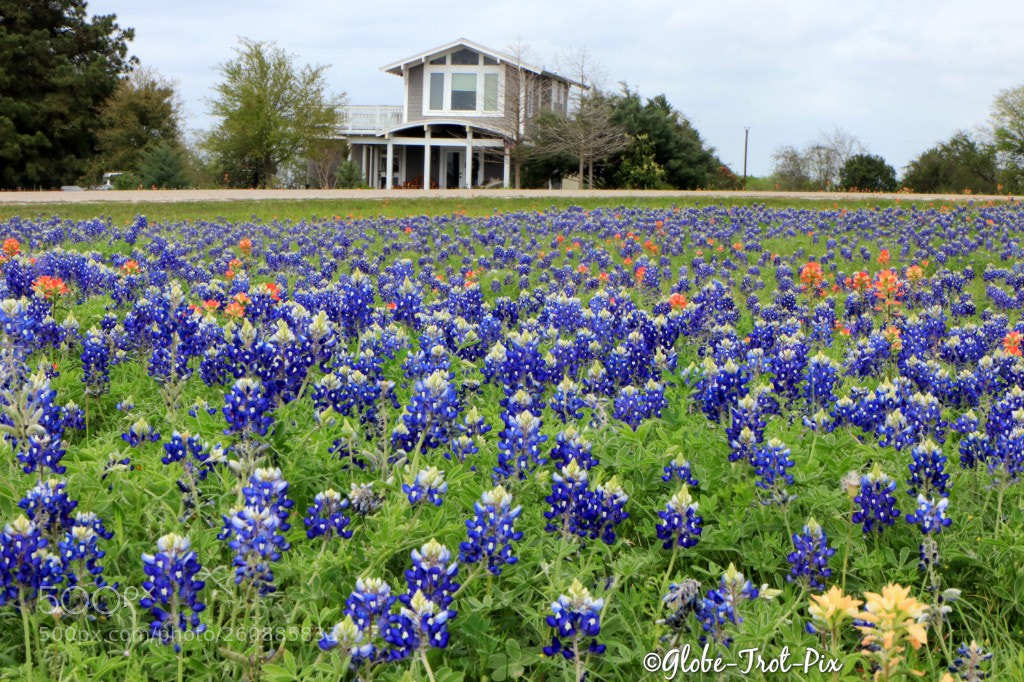 Canon EOS 80D sample photo. Bluebonnet love photography