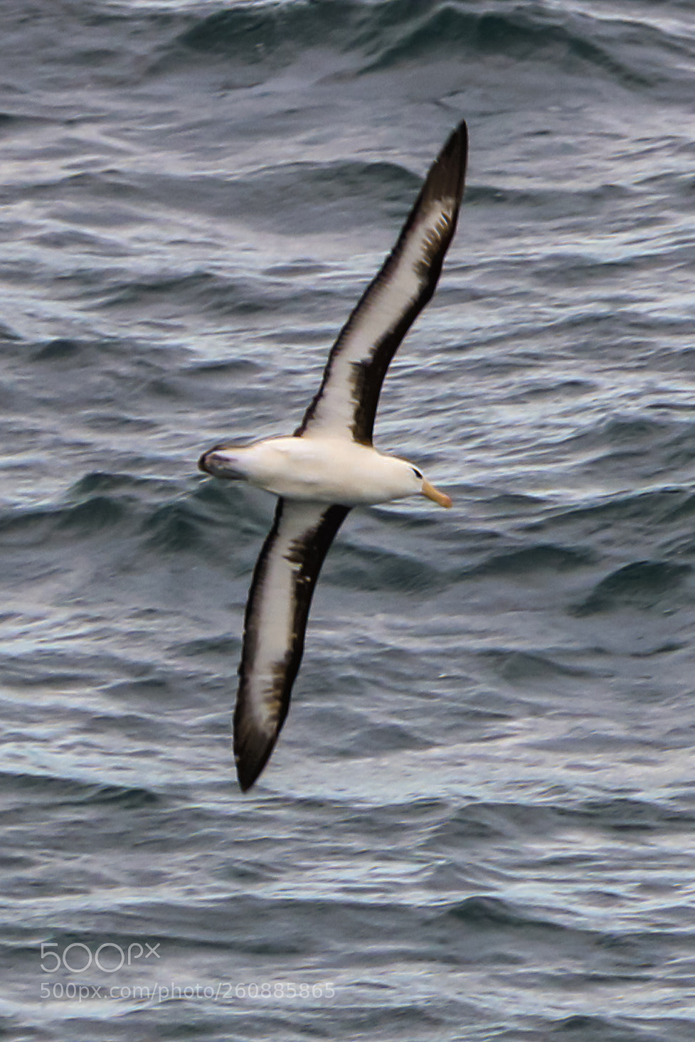 Canon EOS 750D (EOS Rebel T6i / EOS Kiss X8i) sample photo. Albatross eyebrow, albatroz sobrancelha. photography