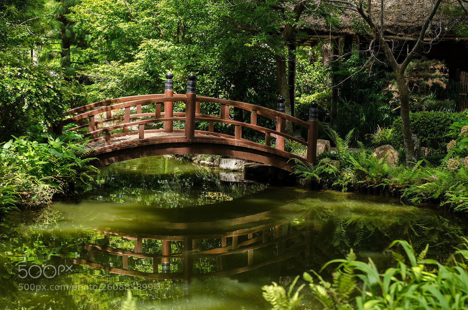 Nikon D7000 sample photo. Bridge photography