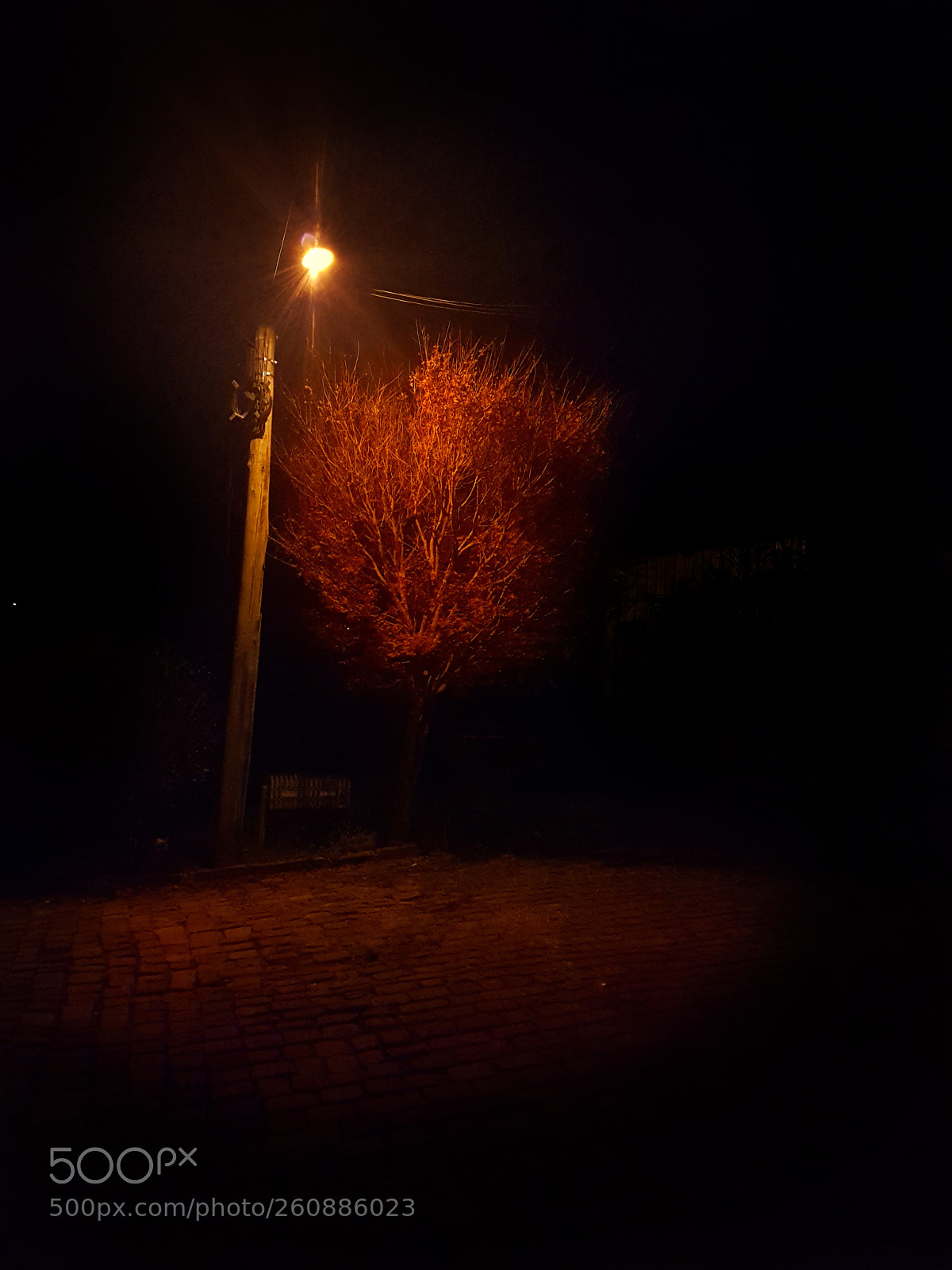 Samsung Galaxy S7 Edge sample photo. Bloody tree photography