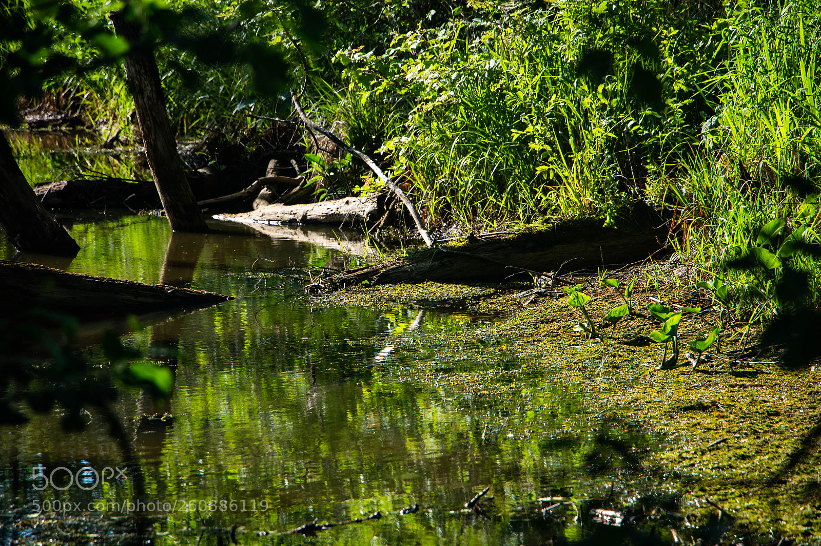 Canon EOS 650D (EOS Rebel T4i / EOS Kiss X6i) sample photo. River on forest photography