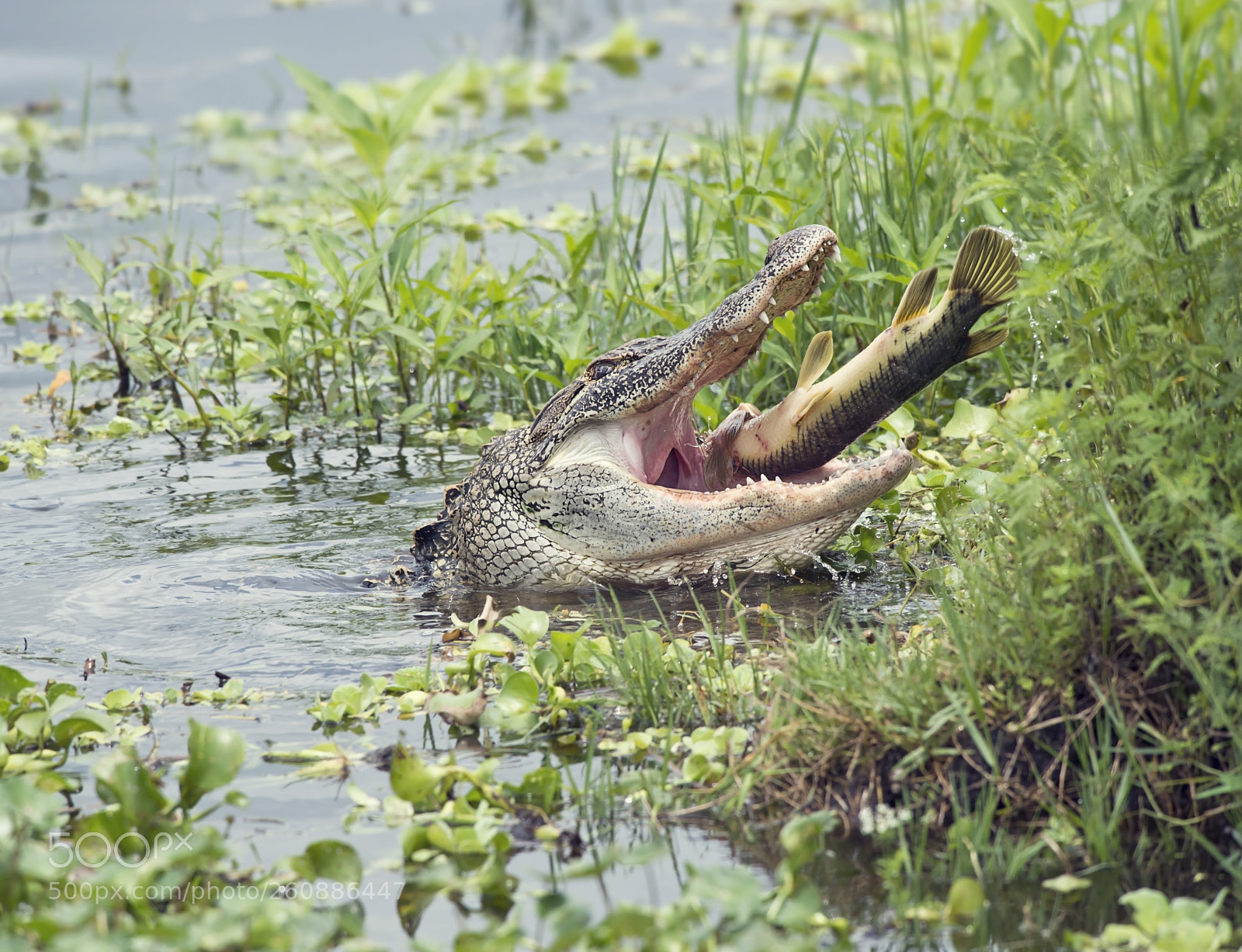 Nikon D800 sample photo. Alligator eating a large photography