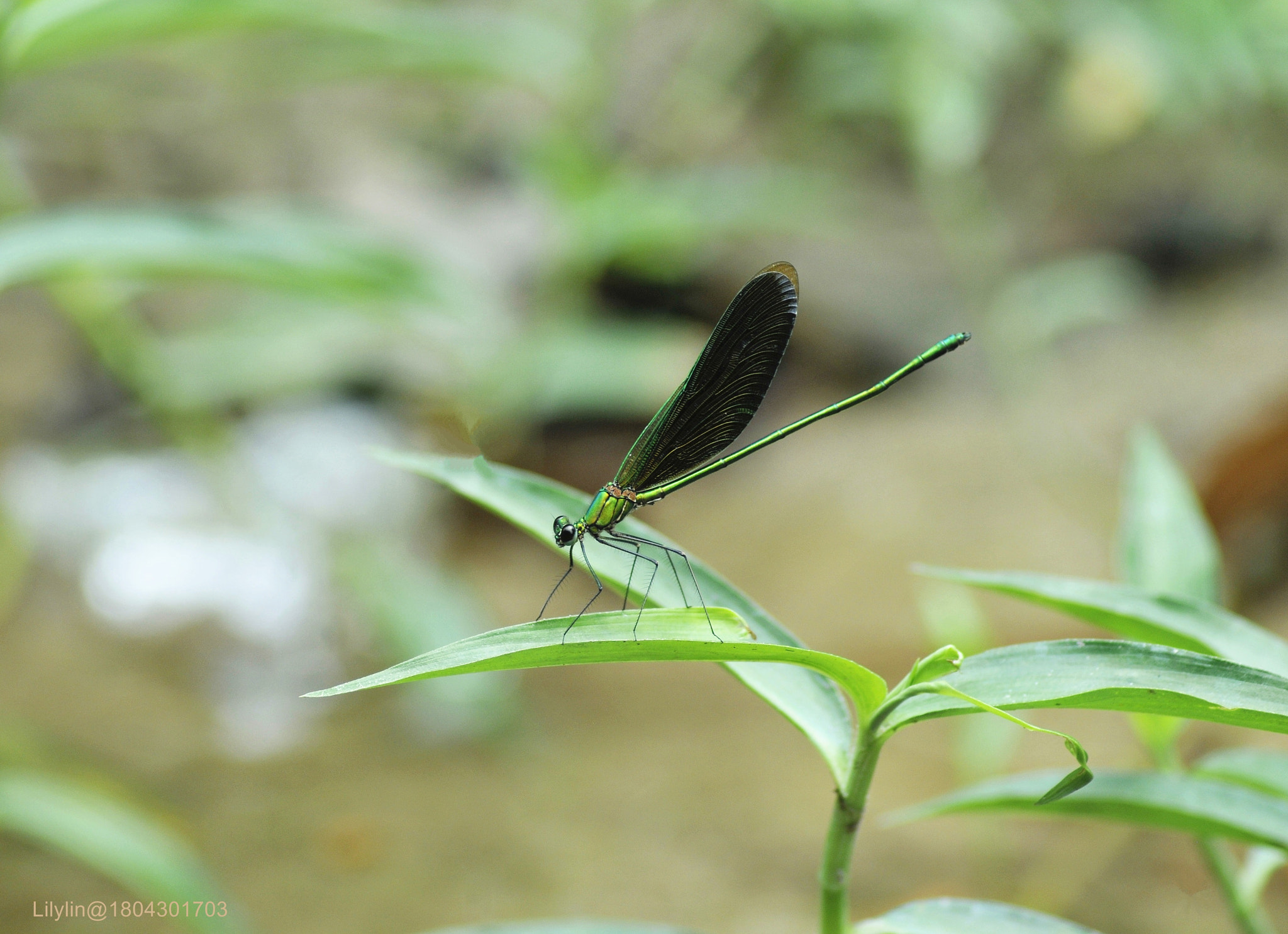 Nikon D300 sample photo. Damselfly photography