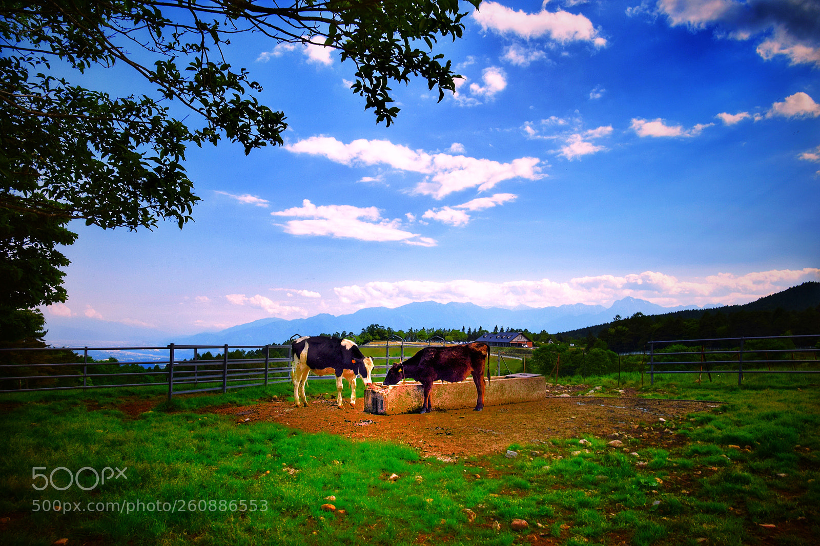 Nikon D3300 sample photo. Pasture photography