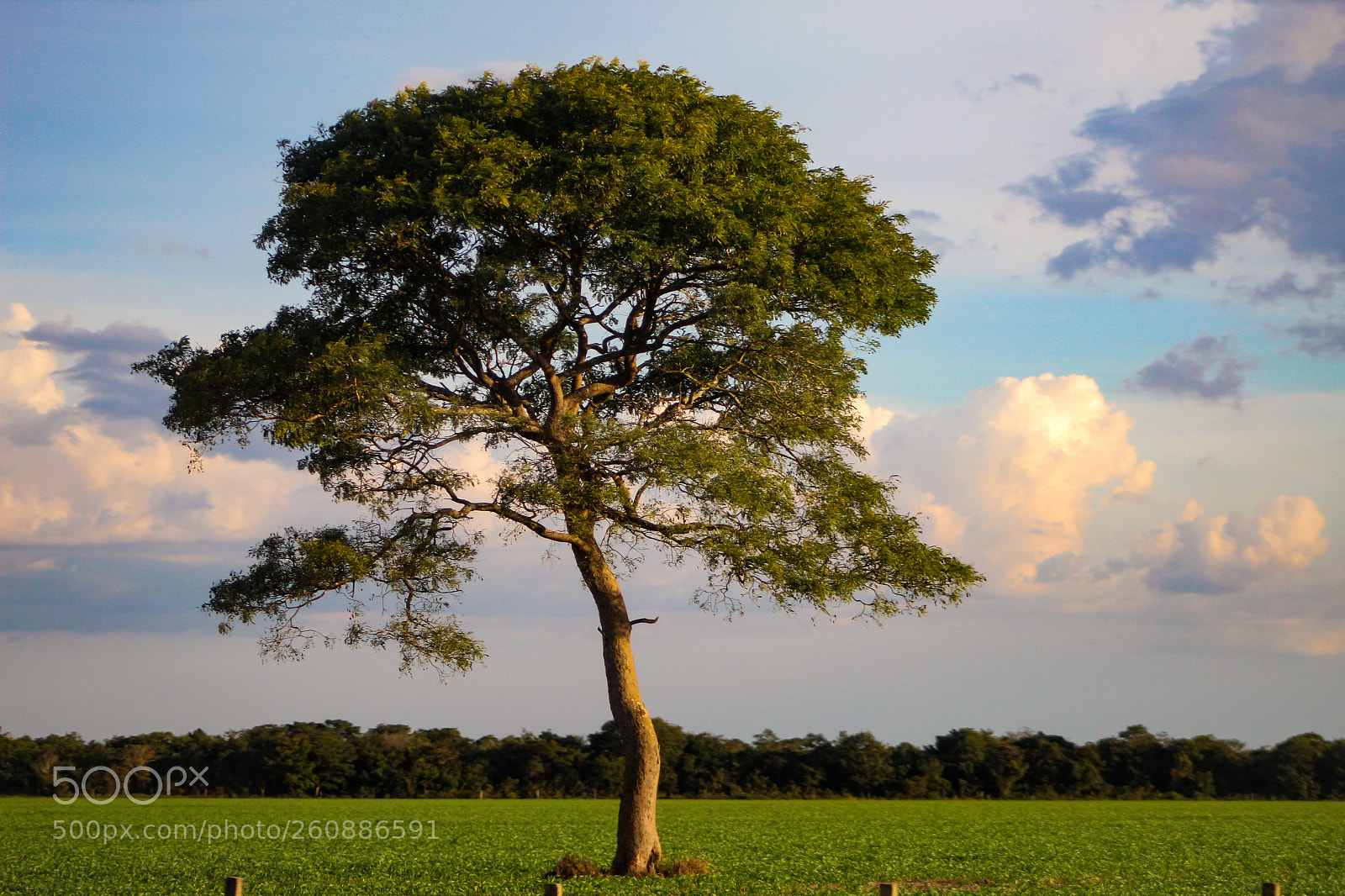 Canon EOS 1300D (EOS Rebel T6 / EOS Kiss X80) sample photo. Alone tree photography