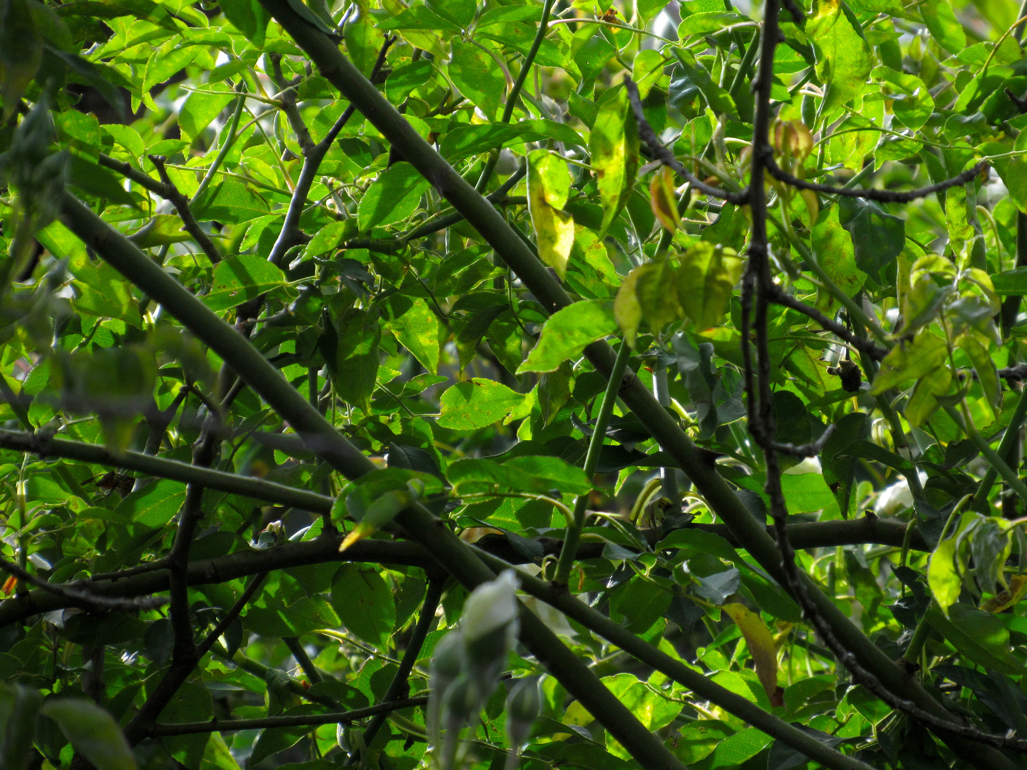 Canon PowerShot SX520 HS sample photo. Muro vegetal 1 photography