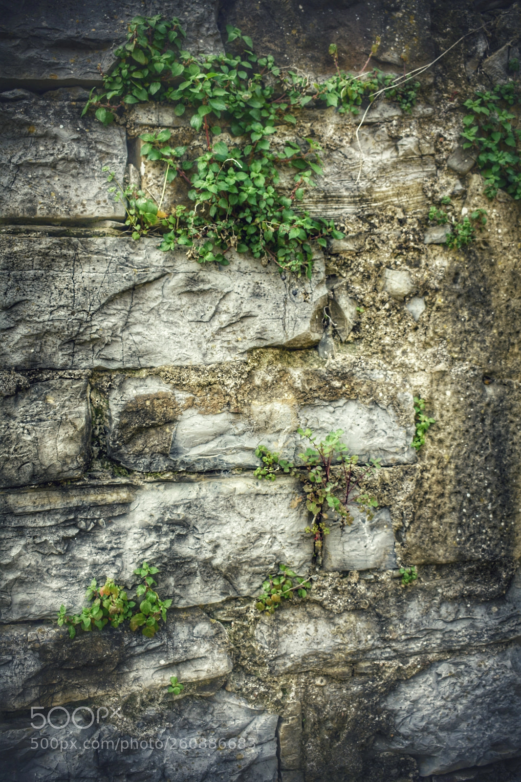 Nikon D3400 sample photo. The wall photography