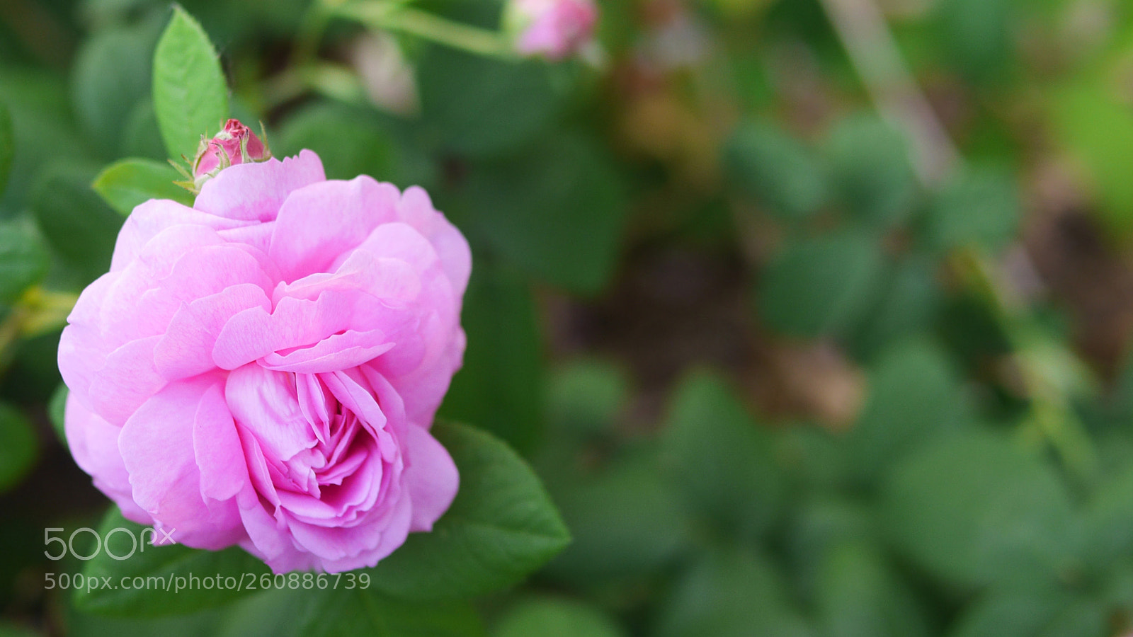 Panasonic Lumix DMC-GH3 sample photo. Rose 2 photography
