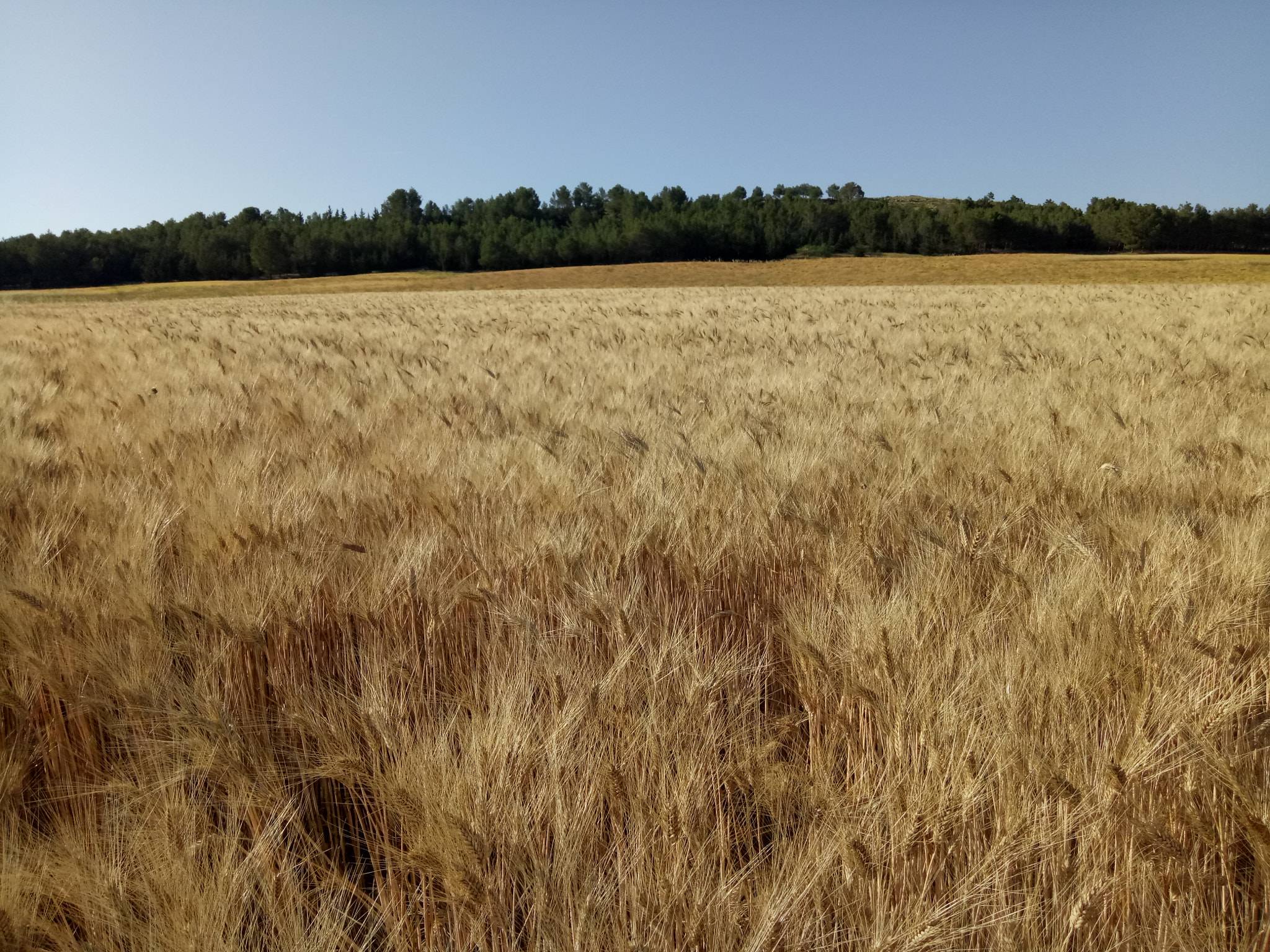 OPPO A1601 sample photo