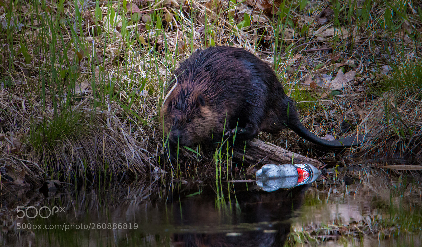 Canon EOS 70D sample photo. Humans vs nature photography