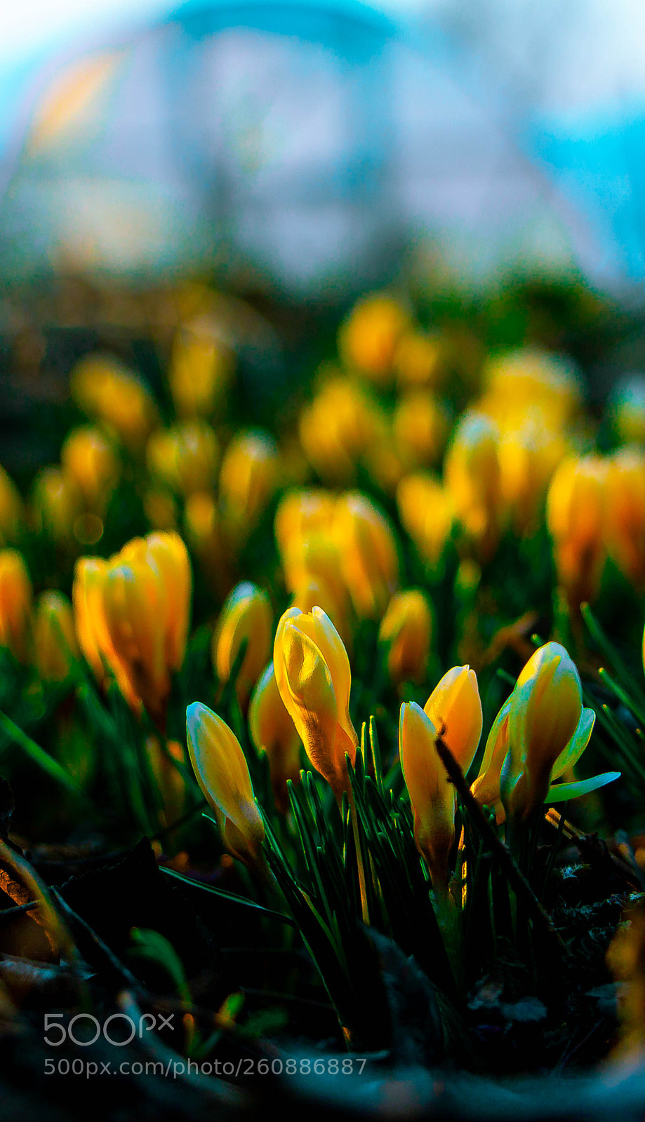 Canon EOS 650D (EOS Rebel T4i / EOS Kiss X6i) sample photo. Flower photography