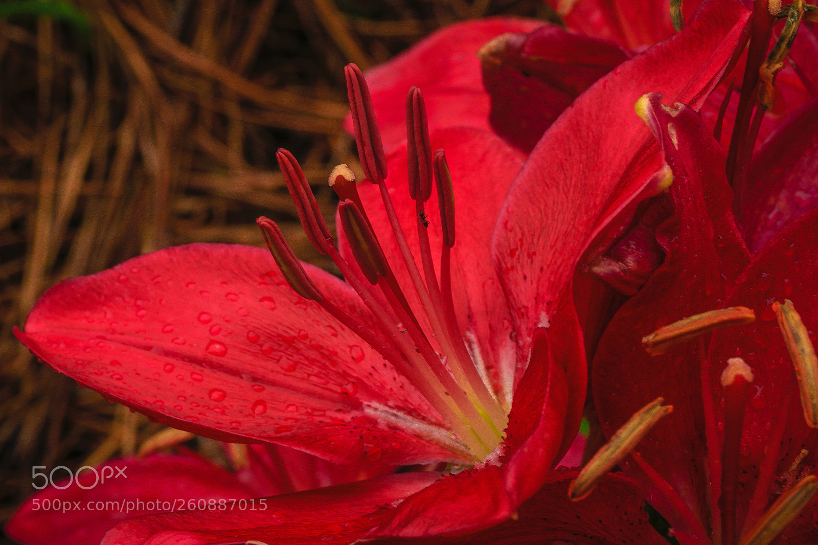 Canon EOS 7D Mark II sample photo. Asiatic lilies photography