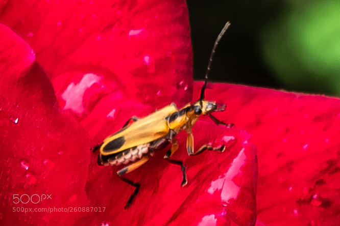 Canon EOS 7D Mark II sample photo. Cardinal beetle on a photography