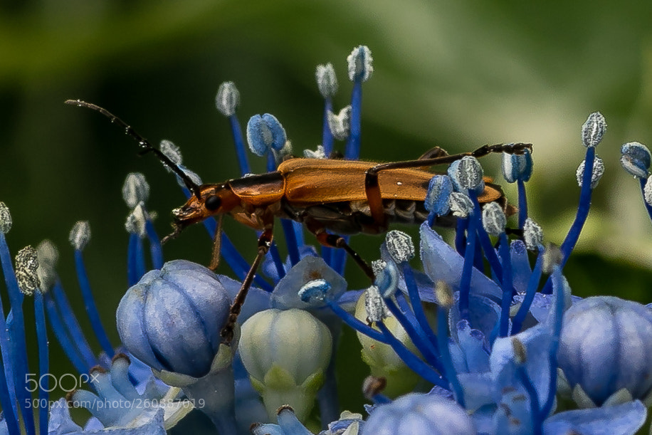 Canon EOS 7D Mark II sample photo. Cardinal beetle preparing to photography