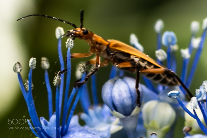Canon EOS 7D Mark II sample photo. Cardinal beetle having dinner photography