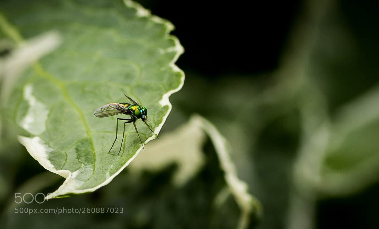 Canon EOS 7D Mark II sample photo. Green dolichopodidae photography