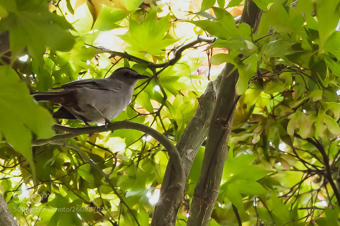 Canon EOS 7D Mark II sample photo. Underneath a gray catbird photography