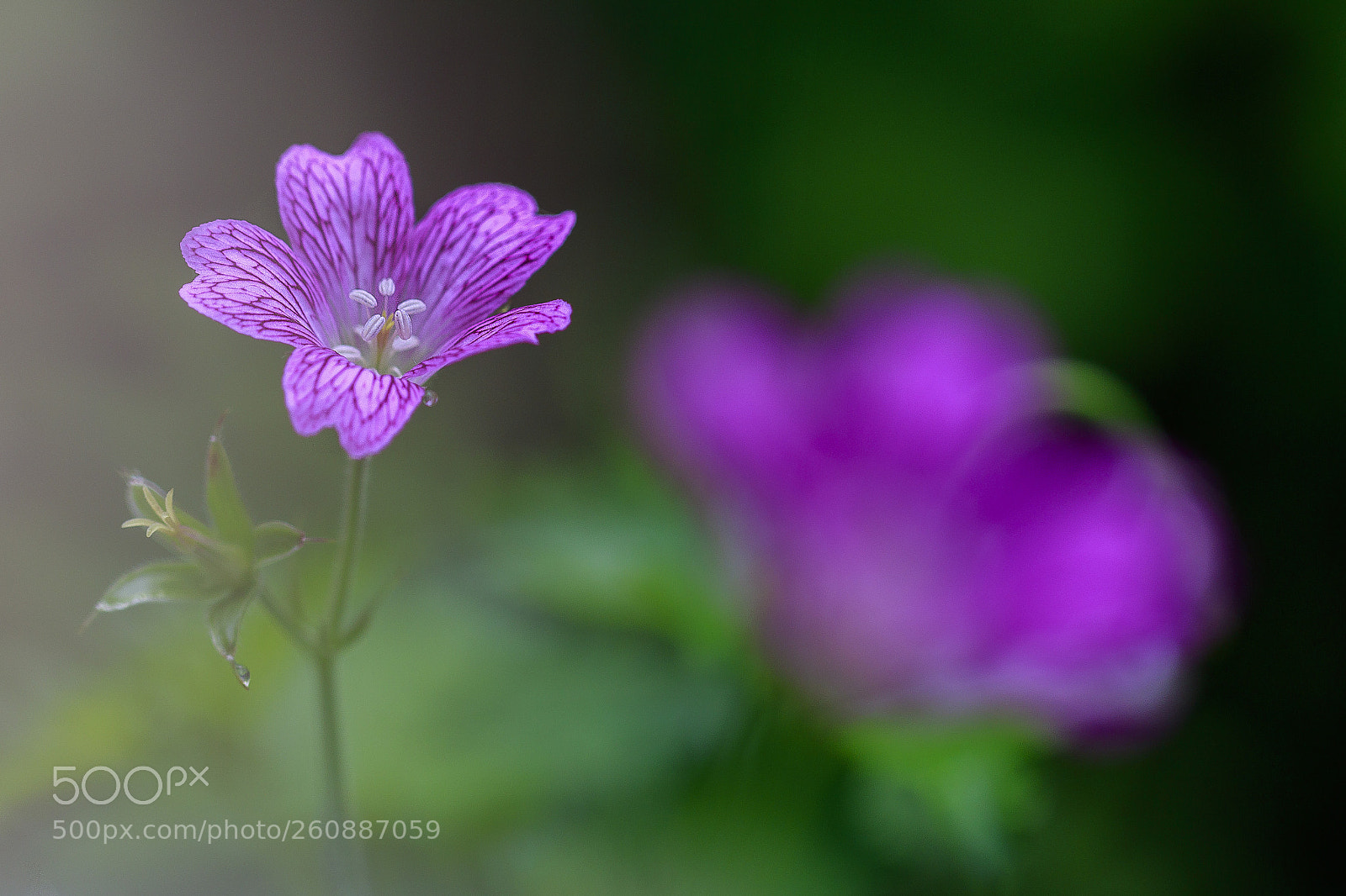 Canon EOS 7D Mark II sample photo. Delicate flower photography