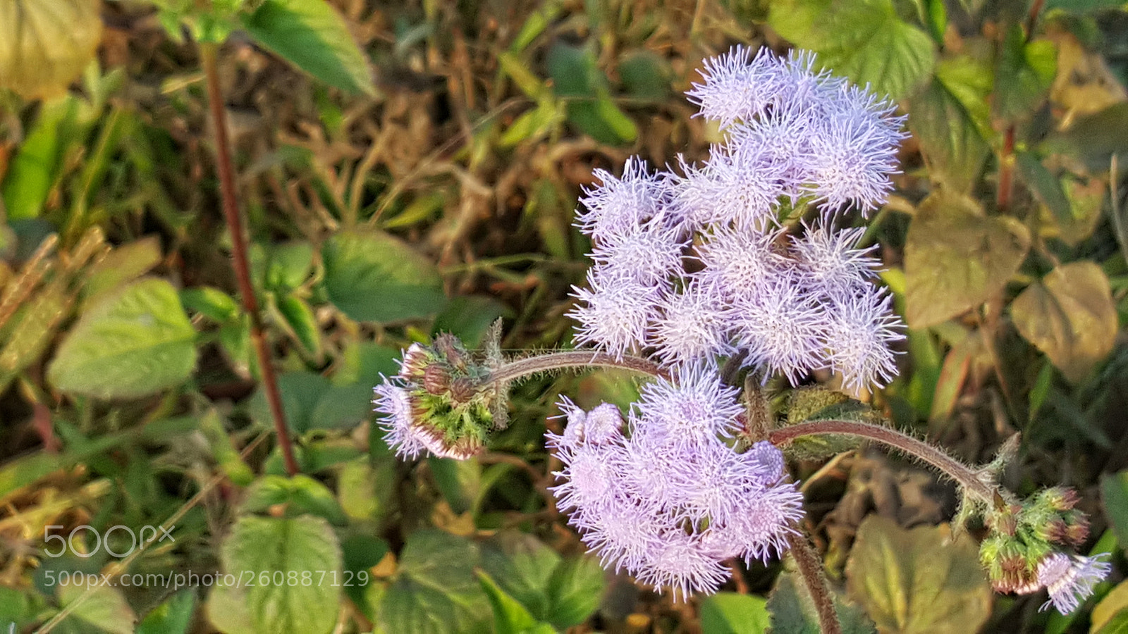 Samsung GALAXY S6 edge sample photo. Lovachora with jubyer () photography