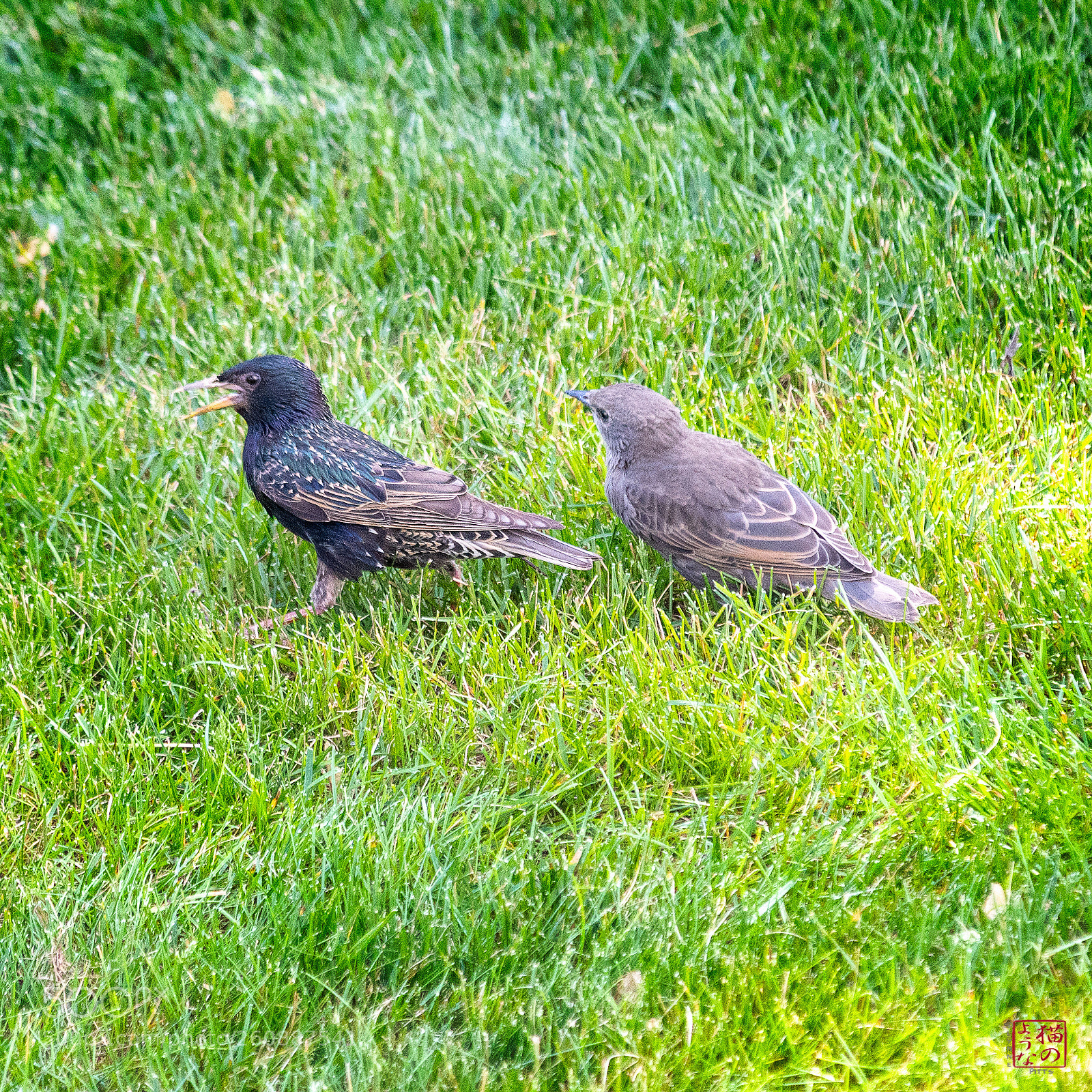 Nikon D500 sample photo. Come on junior.... photography