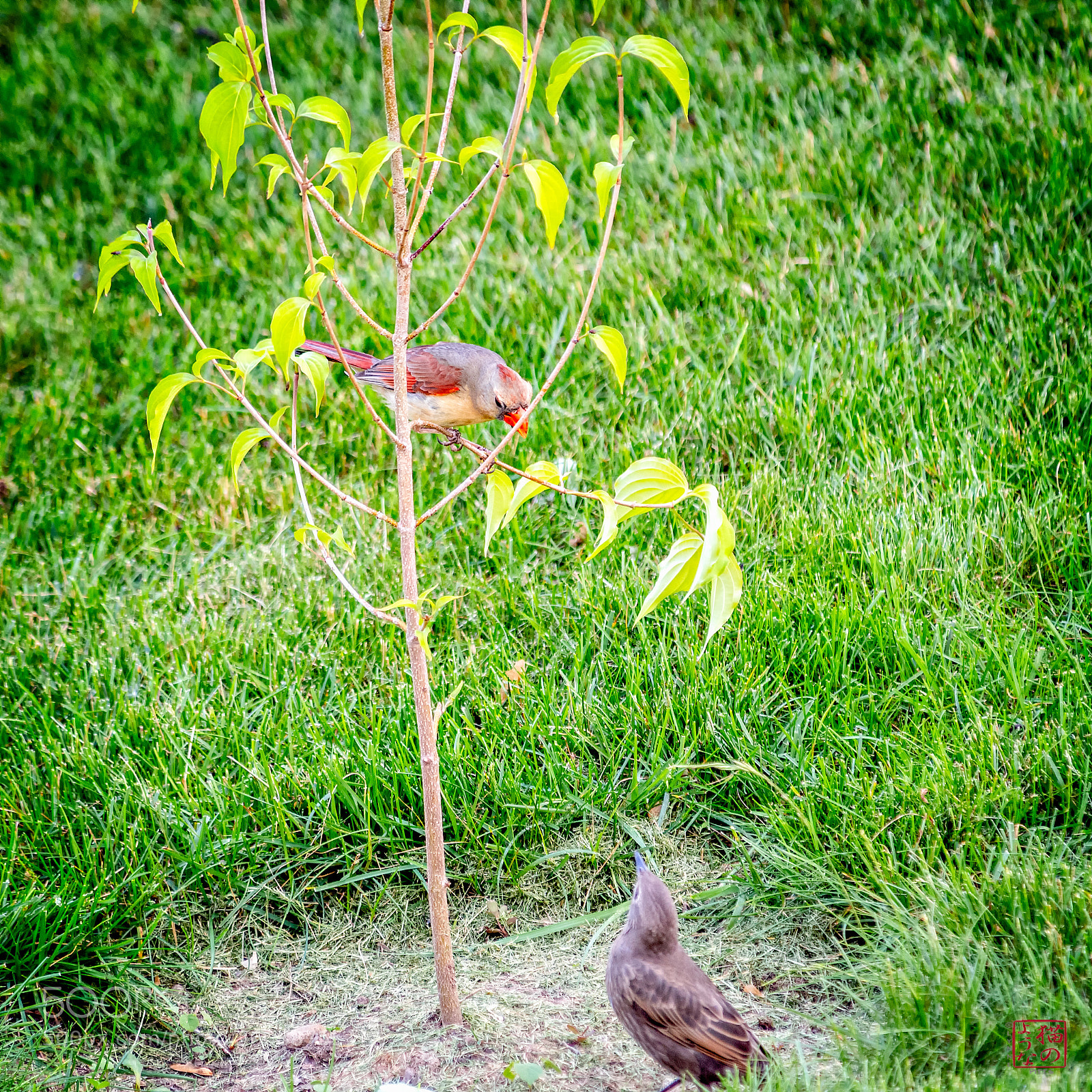 Nikon D500 sample photo. Mom mom when did photography