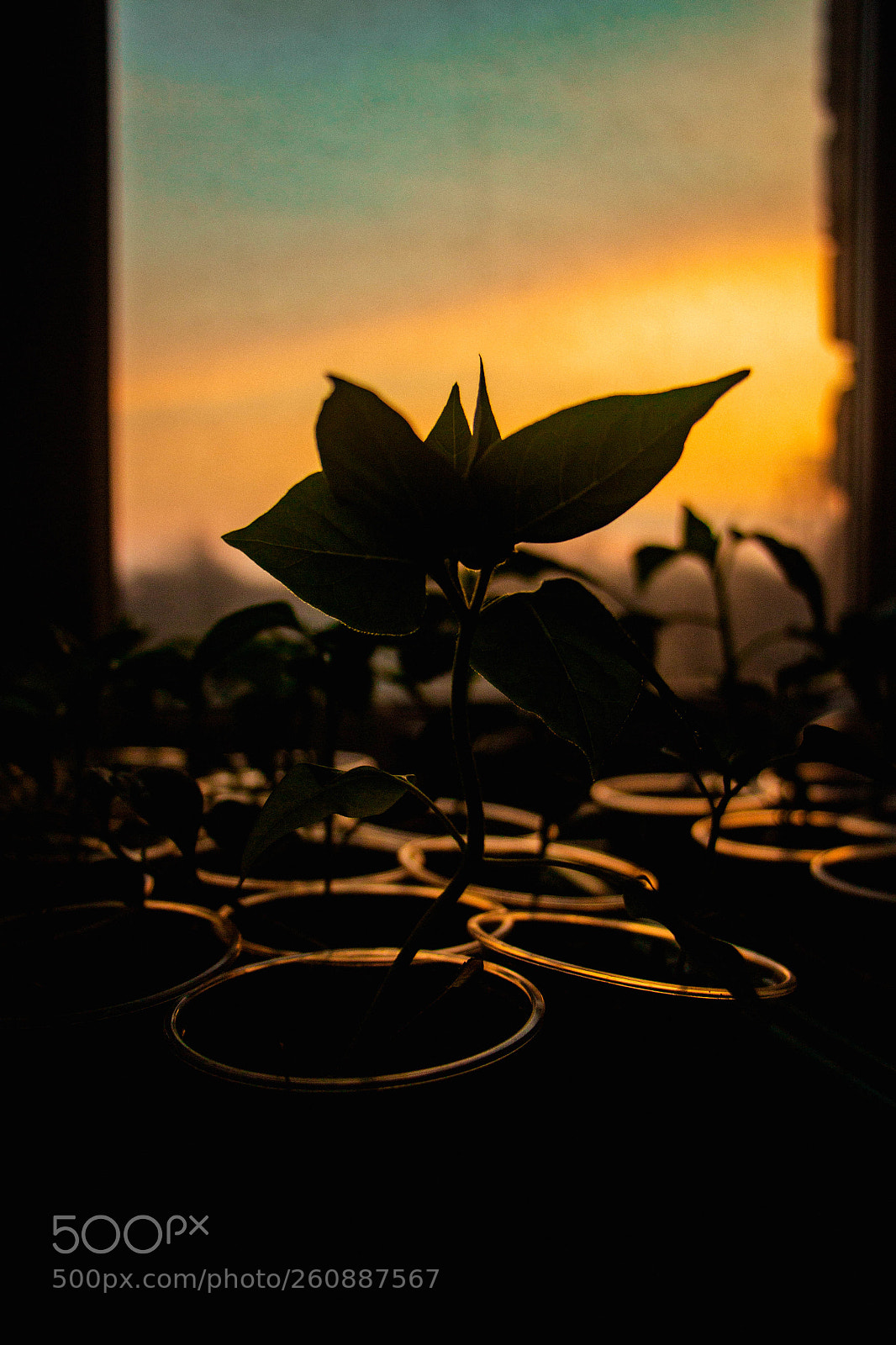 Canon EOS 650D (EOS Rebel T4i / EOS Kiss X6i) sample photo. Sunset flowers photography
