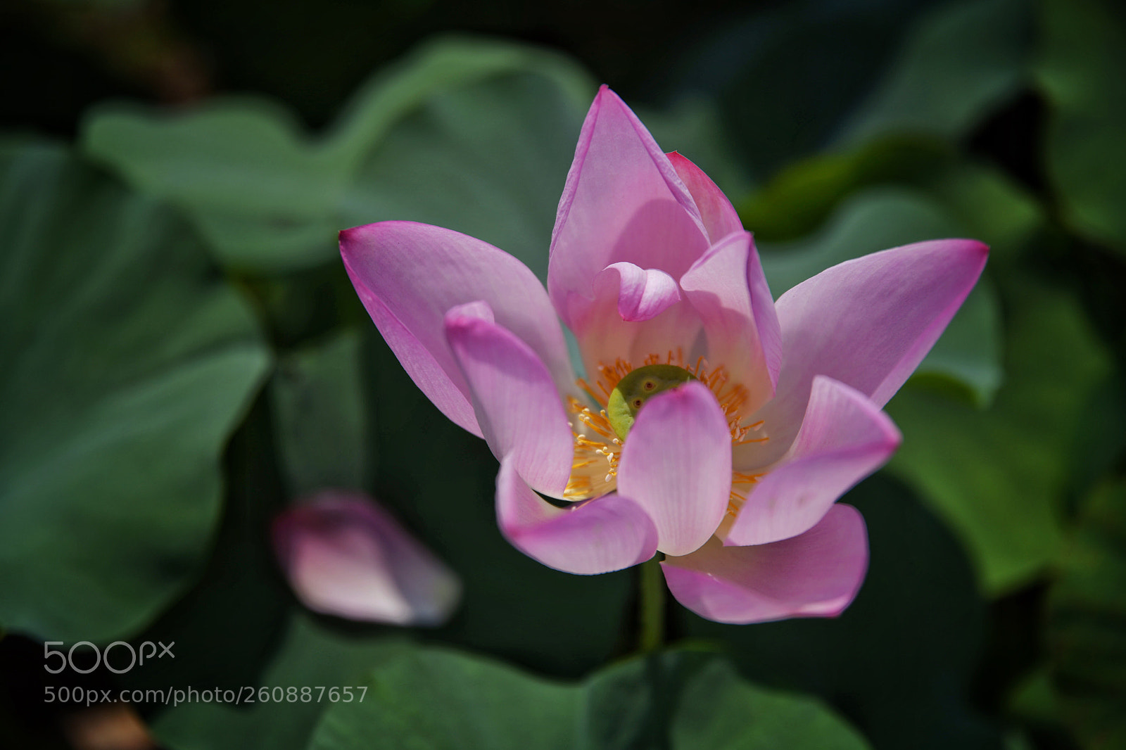 Nikon D850 sample photo. Untitled photography