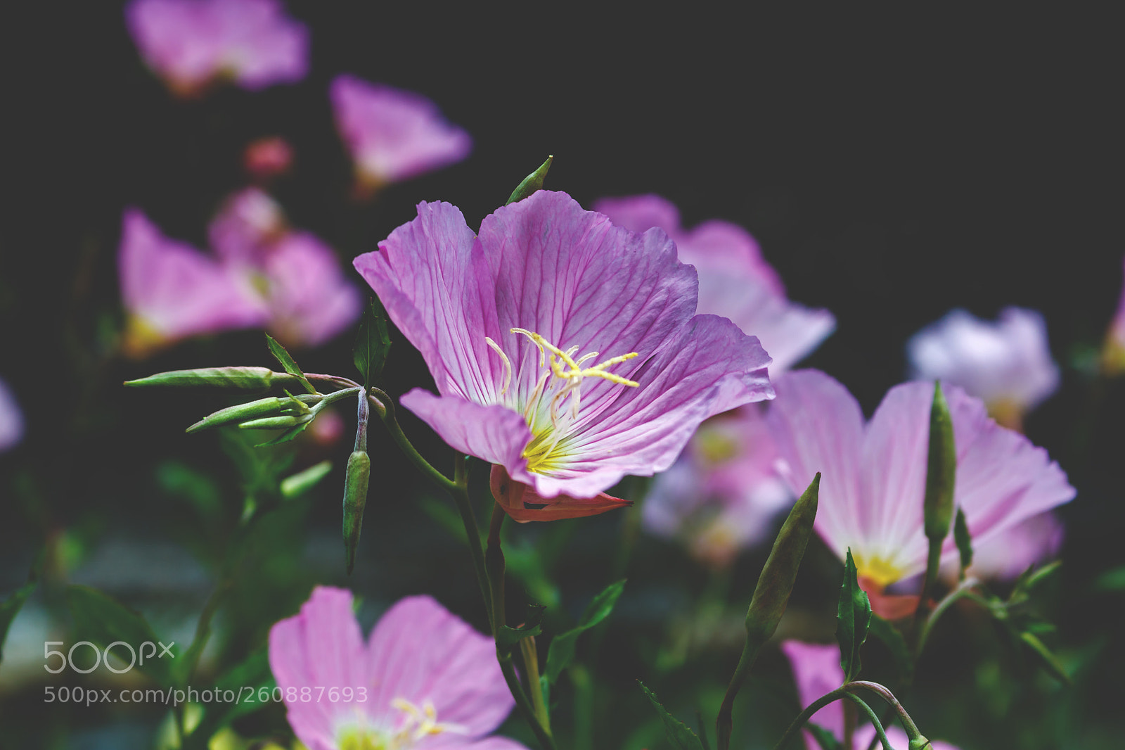 Canon EOS 750D (EOS Rebel T6i / EOS Kiss X8i) sample photo. Pink photography