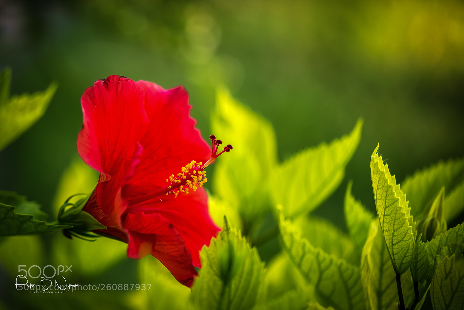 Nikon D750 sample photo. Red and green photography