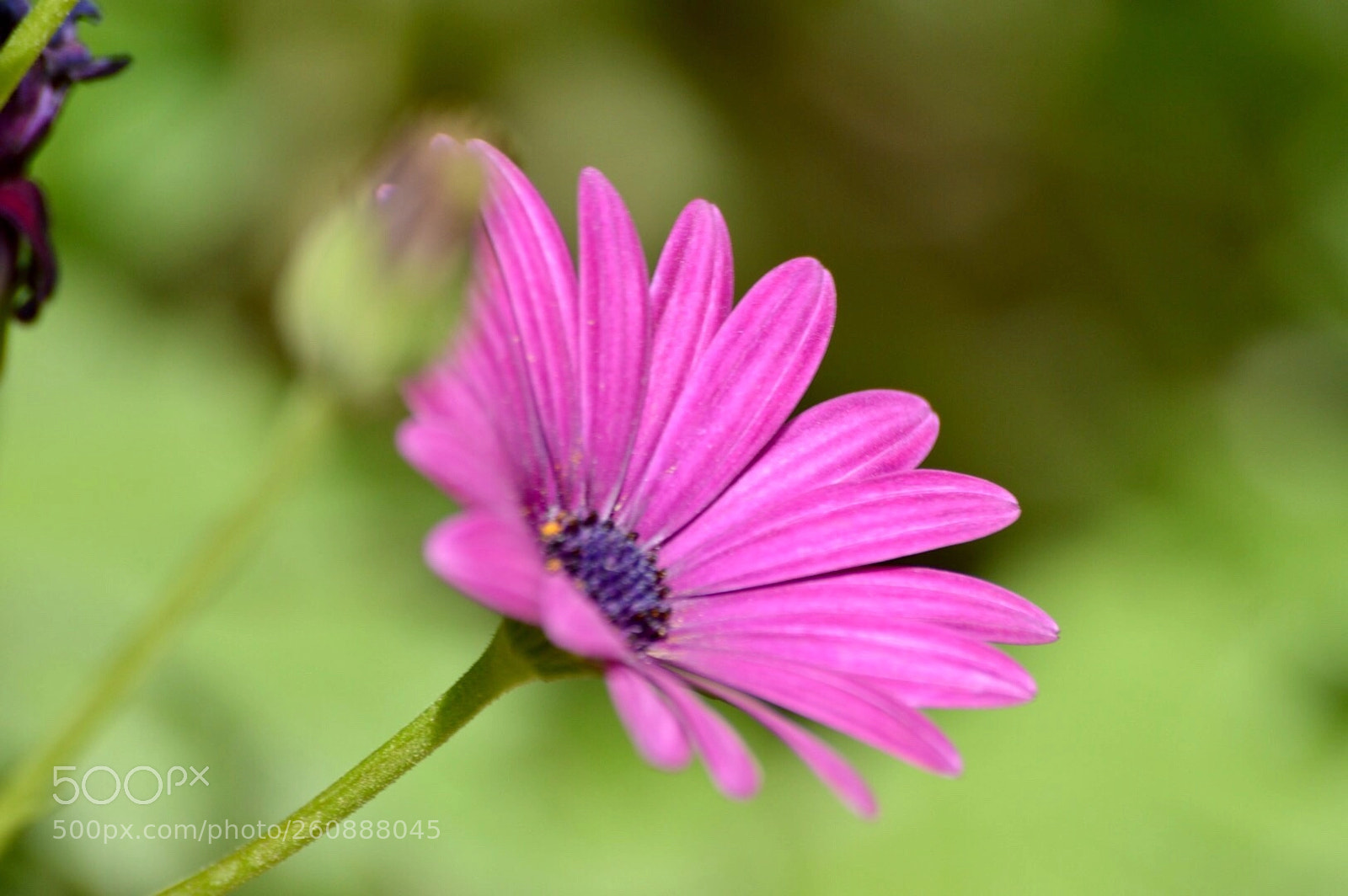 Nikon D3200 sample photo. Untitled photography