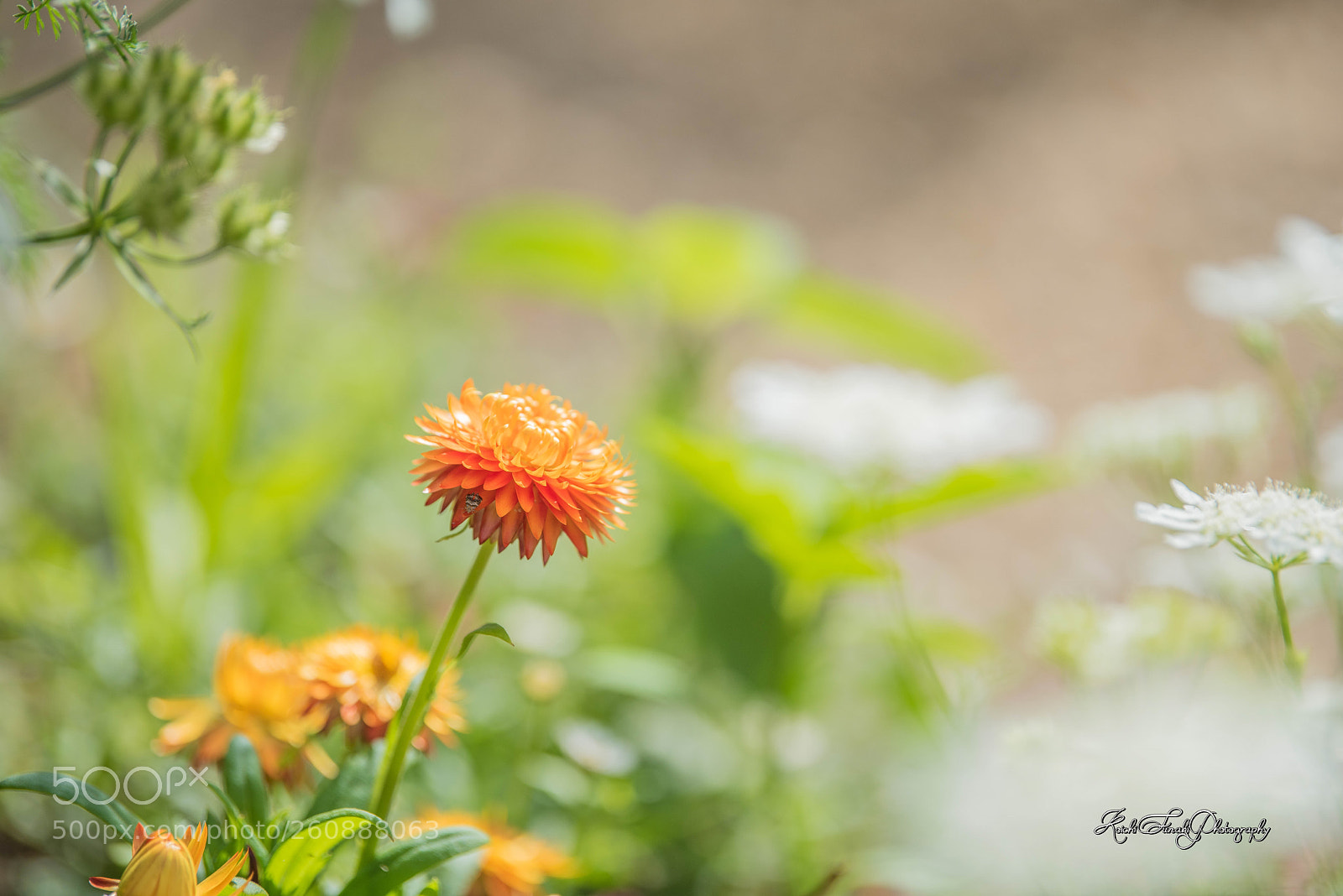 Nikon D810 sample photo. Flowers in this morning photography