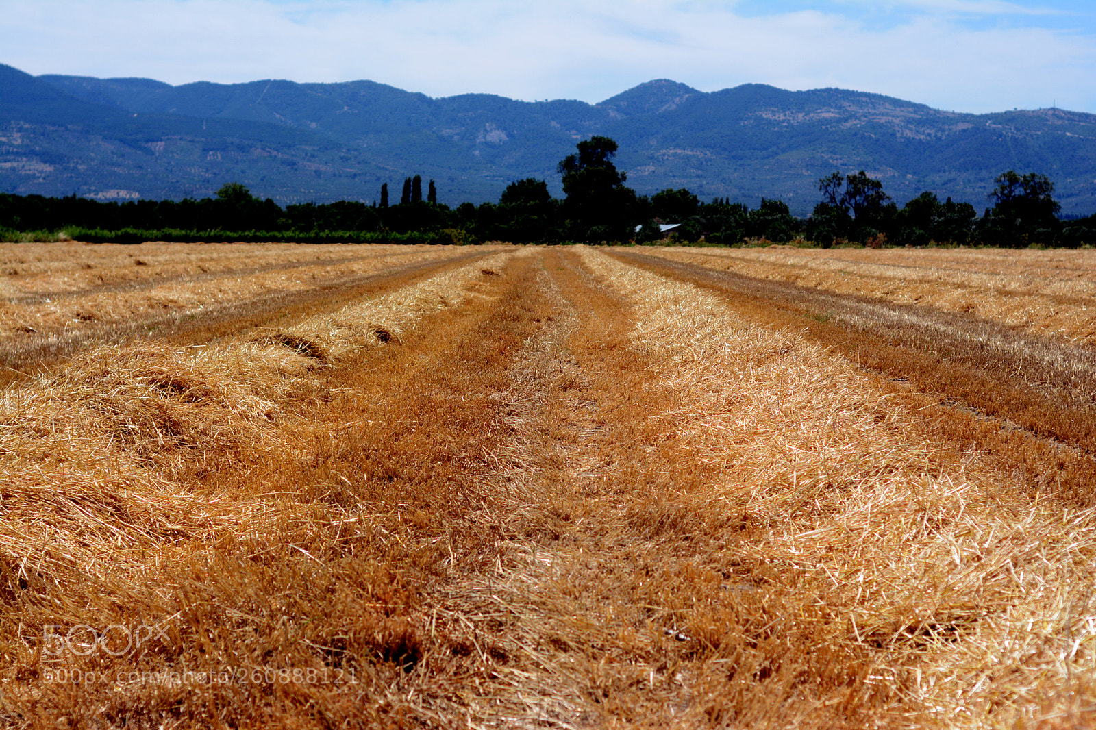 Nikon D7100 sample photo. Harvest photography