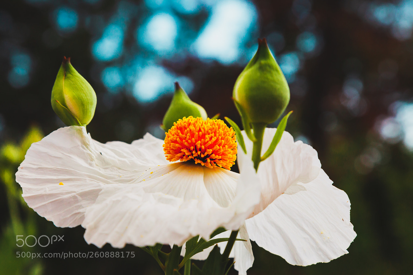 Canon EOS 5D Mark II sample photo. Flower at o'neill regional photography
