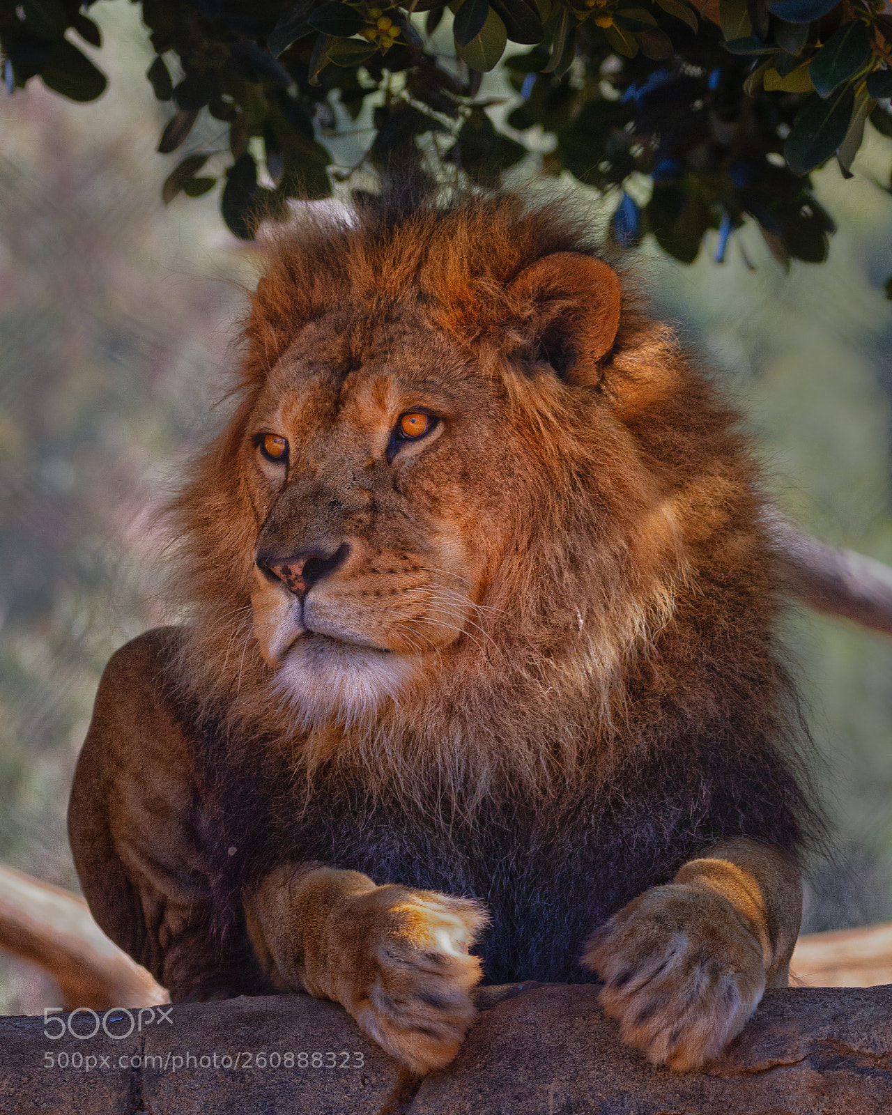 Canon EOS 7D sample photo. The lion king photography